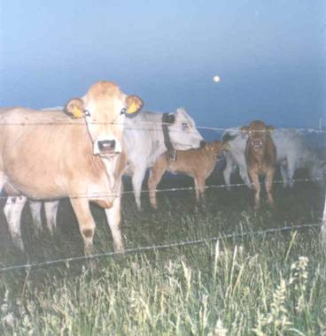 mucche al pascolo di notte